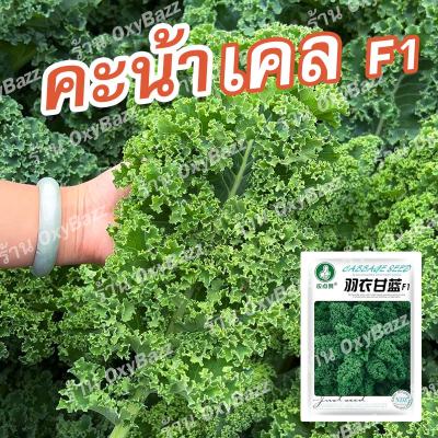 เมล็ดพันธุ์คะน้าเคล F1 เมล็ดเคลใบหยิก 100เมล็ด เมล็ดคะน้าใบหยิก Kale Seeds