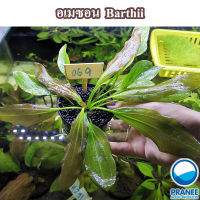 อะเมซอน Barthii " (069)(ต้นไม้น้ำ )