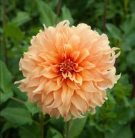 รักเร่ Dahlia Bulb สายพันธุ์ Hercules 1 หัว/ออเดอร์ หัวรักเร่ ดอกไม้ หัวหน่อ เหง้า นำเข้า เนเธอร์แลน หัวสดใหม่