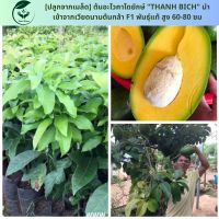[ปลูกจากเมล็ด] ต้นอะโวคาโดยักษ์ "THANH BICH" นำเข้าจากเวียดนาม ต้นกล้า F1 พันธุ์แท้ สูง 60-80 ซม. ปลูกง่าย ดูแลง่าย เหมาะกับอากาศเมืองไทย