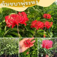 ชบาพู่ระหงส์ สีแดง ต้นชบา พันธุ์พู่ระหงส์ ชอบแดด ปลูกง่าย