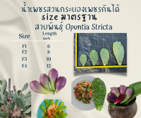 พันธุ์ "มะรุ่ง" กระบองเพชรกินได้สายพันธุ์โอพันเทียสตริคต้า Opuntia Stricta No. 6F ST-PA-F1-5