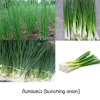 เมล็ด คุณภาพดี ราคาถูก ของแท้ 100% เมล็ดพันธุ์ ต้นหอมแบ่ง(bunching onion) 100 เมล็ด ปลูกง่าย ปลูกได้ทั่วไทย ต้นไม้มงคล ต้นไม้ฟอกอากาศ เมล็ดพันธุ์พืช เมล็ดดอกไม้ พรรณไม้ ต้นไม้ พันธุ์ไม้ผล ผักสวนครัว plants