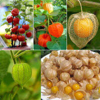 Ready Stock 100ชิ้น/แพ็ค Lantern Fruits Seeds คุณค่าทางโภชนาการที่ดีต่อสุขภาพและสูง เมล็ดพันธุ์ผลไม้ ต้นบอนไซ ไม้ประดับ พันธุ์ไม้ผล ระเบียงชมวิว Plants - Fruit Seeds for Gardening - อัตราการงอกสูง，ปลูกง่าย ปลูกได้ทั่วไทย