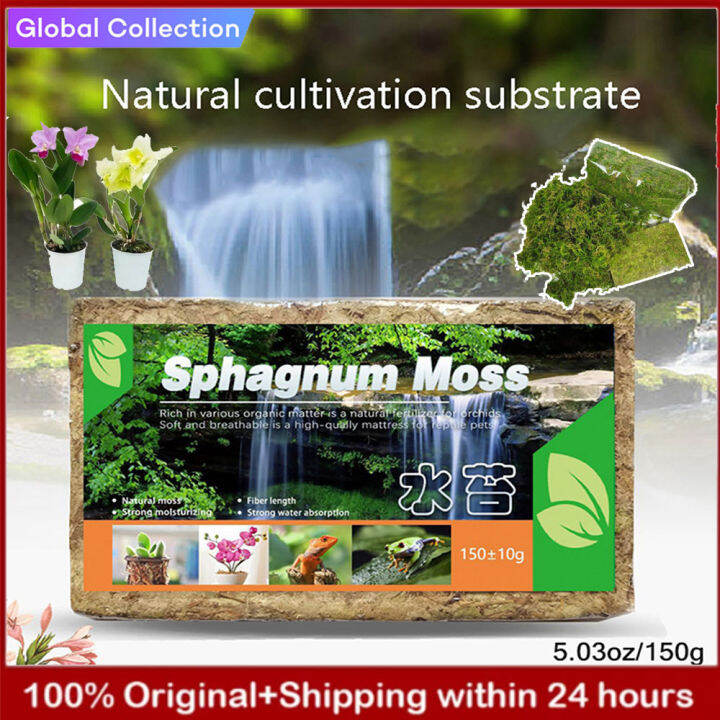【Ready Stock】Plant Sphagnum Moss 150g Natural Moss Potting Mix