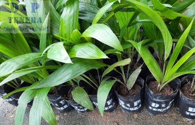 ส่งฟรี 20 ต้น มีใบรับรอง ต้นพันธุ์ปาล์มน้ำมัน โกลด์เด้นเทเนอรา GTปาล์มน้ำมันลูกผสม(DxP) Oil Palm สายพันธุ์เทเนอรา พืชน้ำมัน จัดส่งแบบห่อตุ้ม