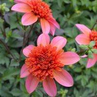 20 เมล็ดพันธุ์ รักเร่ Dahlia Seeds สายพันธุ์ TOTALLY TANGERINE สีชมพู รักเร่ รักแรกพบ ดอกไม้แห่งมิตรภาพ ความรักเริ่มต้น เพาะเลี้ยงง่าย ตั้งโต๊ะทำงาน