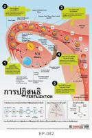 INTOP By OST Plastic Poster โปสเตอร์พลาสติก สื่อการเรียนรู้ Fertilization การปฏิสนธิ: 50x70 Cm #EP-082