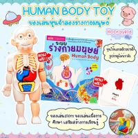 ❋Human Body Model ของเล่นจำลองร่างกายมนุษย์ ของเล่นstem ของเล่นเพื่อการศึกษา ของเล่นวิทยาศาสตร์ ของเล่นเด็ก เสริมพัฒนาการღ