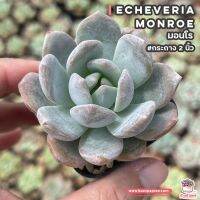 ขายดีอันดับ1 มอนโร Echeveria Monroe #กระถาง2นิ้ว ไม้อวบน้ำ กุหลาบหิน cactus&amp;succulentหลากหลายสายพันธุ์ คุ้มสุดสุด ต้นไม้ ฟอก อากาศ กระถาง ต้นไม้ ไม้ ประดับ ต้นไม้ ปลูก ใน บ้าน