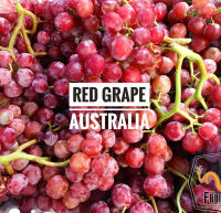 องุ่นแดงไร้เมล็ด (1กก.) Premium Red Grape (AUSTRALIA/USA) ~ลดพิเศษ~ส่งฟรีแช่เย็น~ องุ่นนอก องุ่นแดง องุ่นไร้เมล็ด องุ่นไร้เม็ด ผลไม้สดๆ ผลไม้นำเข้า