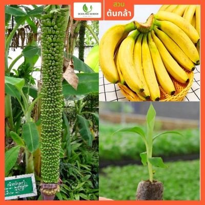 ต้นกล้วยร้อยหวี  กล้าไม้ผลนำเข้า ต้นกล้าสูง 60-80 ซม. พันธุ์แท้ แข็งแรง ปลูกง่าย