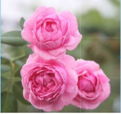 25เมล็ด เมล็ดกุหลาบ อังกฤษ พันธุ์เลื้อย สีชมพู กุหลาบหนู Rose seeds