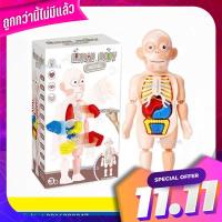 ของเล่น Human Body Model โมเดลจำลองร่างกายมนุษย์แบบ 3D เสริมพัฒนาการทั้ง EQ &amp; IQ สนุกและได้ความรู้  จำง่าย (สินค้าใหม่) Human Body Model Toys Model 3D Human Body Model EQ &amp; IQ is fun and easy to remember (new products).