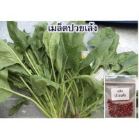 เมล็ดพันธุ์ ปวยเล้ง ผักสวนครัว 40-600 เมล็ด ปลูกง่าย โตเร็ว [ซื้อ 10 แถม 1 คละได้]