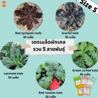 ฟาร์ม26 เมล็ดผักเคลรวม5สายพันธุ์ kaleเมล็ดพันธ์ุเคลแท้?% เมล็ดเคลใบหยิก เคลสกาเร็ต เคลม่วง เคลไดโน เคลเรดรัสเซียน เคลเรดซิมพาติก mixed kale sees set green curled kale scarlet kale lacinato kale red russian kale red sympatic kale