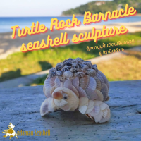 Andaman seashell  ตุ๊กตาปูนปั้นติดเปลือกหอย เต่ามีเพรียง ติดหอยแครง