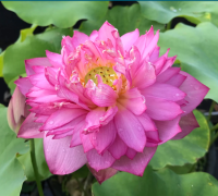 10 เมล็ดบัว สายพันธุ์ LIBBYS LIGHT Lotuses Flower Seeds สีชมพู บัวหลวงนอก บัวสาย บัวไหว้พระ ดอกใหญ่ ประดับบ้าน ตกแต่งสวน