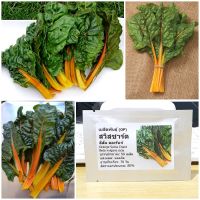 เมล็ดพันธุ์ สวิสชาร์ด สีส้ม (Orange Swiss Chard Seed) 50 เมล็ด คุณภาพดี ราคาถูก ของแท้