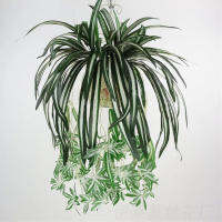 Pzcf 65ซม.ตกแต่งบ้าน Chlorophytum กล้วยไม้ดอกไม้ติดผนังพลาสติกประดิษฐ์หวาย Bracketplant DIY Garden Party