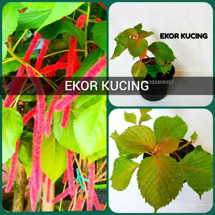 Tanaman Ekor Kucing Tanaman Herbal Daun Ekor Kucing Cats Tail Plants