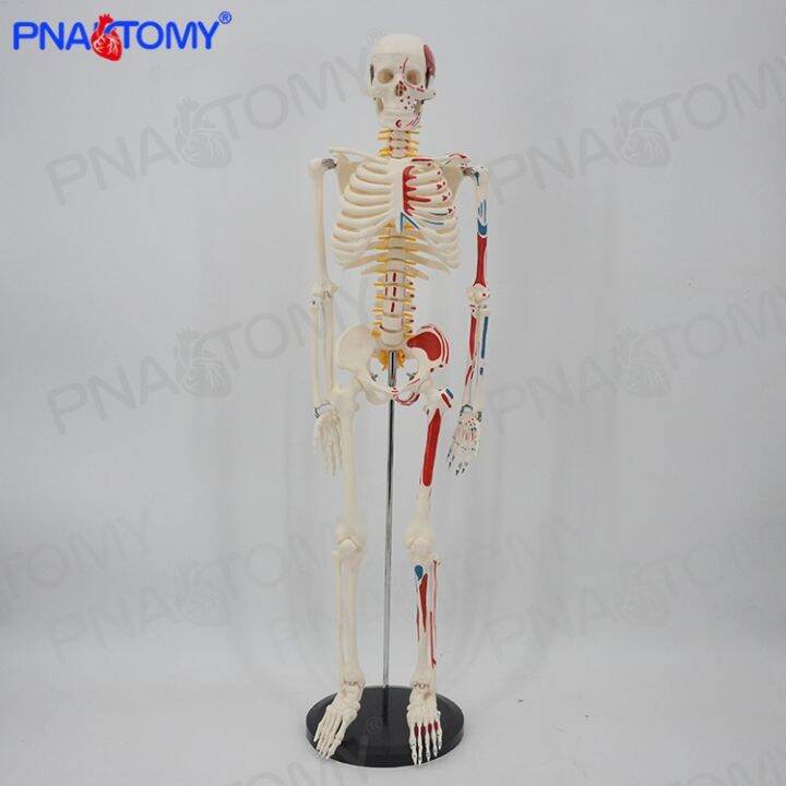 human-body-muscle-model-can-remove-the-whole-body-muscle-dissection-bone-art-with-muscle-load-point-medical