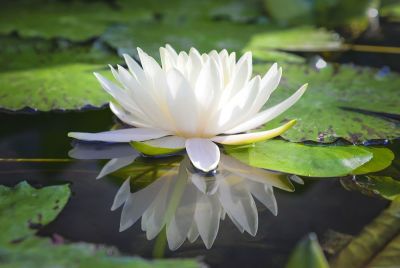 เมล็ดบัว 5 เมล็ด ดอกสีขาว ดอกใหญ่ ของแท้ 100% เมล็ดพันธุ์บัวดอกบัว ปลูกบัว เม็ดบัว สวนบัว บัวอ่าง Lotus seeds.
