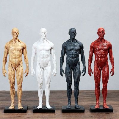 Human skeletal muscle model CG painting art copy reference BiaoBan anatomy sculpture simulation model of the human body