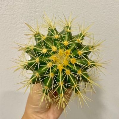 Plants Center พร้อมส่ง กระบองเพชร แคคตัส  พืชอวบน้ำถังทอง 10 ซม(Echinocactus grusonii) หรือ (เอคิโนแคคตัส กรูซอนอิอาย)