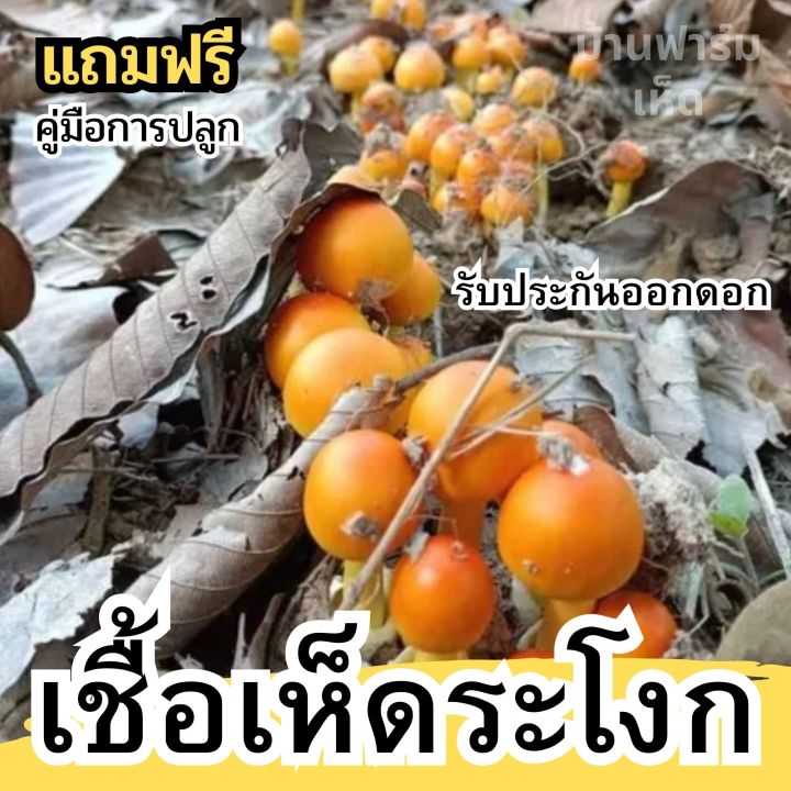 หัวเชื้อเห็ดระโงก-เชื้อเห็ด-แบบเข้มข้น-หมักจนเป็นจุลินทรีย์ฮอโมน-รับประกันออกดอก