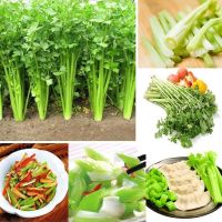 บอนสี เมล็ดพันธุ์ คื่นฉ่ายฝรั่ง 200 เมล็ด Celery Seed บอนสีหายาก เมล็ดพันธุ์ผัก พันธุ์ไม้ผล เมล็ดดอกไม้ บอนสีสวยๆ ต้นไม้มงคล พันธุ์ดอกไม้ ต้นไม้ฟอกอากาศ ไม้ประดับ ต้นไม้ตกแต่ง ไม้ดอก ดอกไม้จริง บอนไซ ต้นไม้ ตกแต่งสวน ของแต่งสวน หญ้าเทียม plants