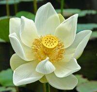 5 เมล็ดพันธุ์ บัว สายพันธุ์  Asiatic Nelumbo สีขาว นำเข้าจาก อเมริกา เพาะปลูกและเก็บเมล็ดในไทย ขยายพันธุ์ในไทยได้