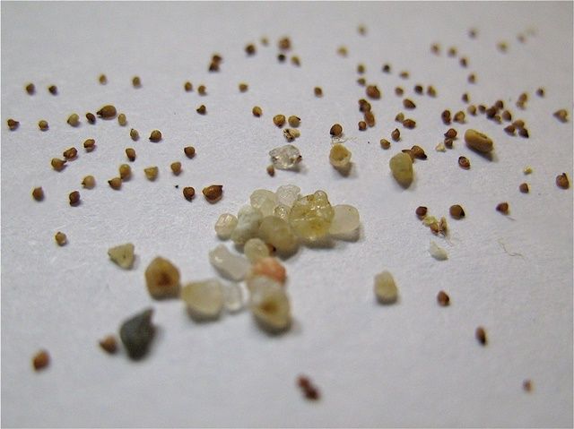 20-เมล็ด-ไลทอป-กระบองเพชร-ไม้อวบน้ำ-กุหลาบหิน-แคคตัส-ไม้หิน-living-stones-lithops-สายพันธุ์-bromfieldii
