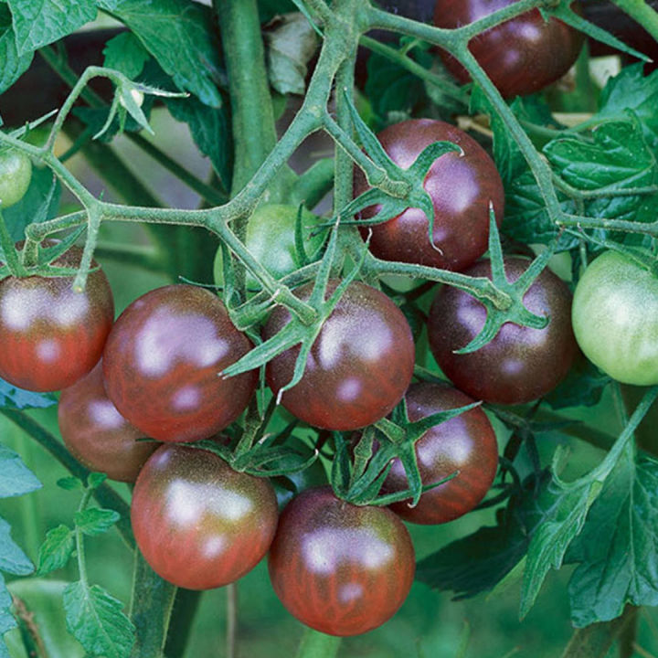 เมล็ดพันธุ์มะเขือเทศเชอรี่ม่วง-20เมล็ด-มะเขือเทศเชอรี่สีม่วง-10แถม1-cherry-tomato