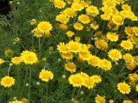 100 เมล็ด เดซี่มาร์กาเร็ตสีทอง - Golden marguerite Daisy (Anthemis tinctoria)