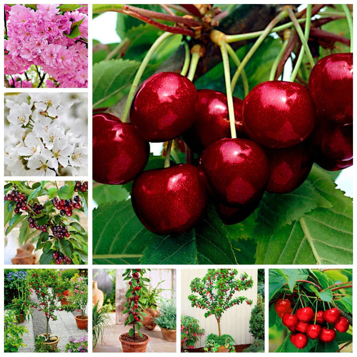 [Green House] Bonsai Cherry Tree Seeds Sweet and Delicious for Planting ...