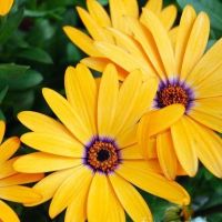 เมล็ดพันธุ์ เดซี่ แอฟริกัน (African Daisy Seed) บรรจุ 100 เมล็ด คุณภาพดี ราคาถูก ของแท้ 100%