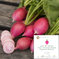 เมล็ดพันธ์ุแรดิชสีชมพู Radish pink เมล็ดแรดิช เมล็ดพันธ์ุแรดิช เมล็ดพันธ์ุหัวไชเท้า เมล็ดพันธ์ุหัวไชเท้าสีชมพู