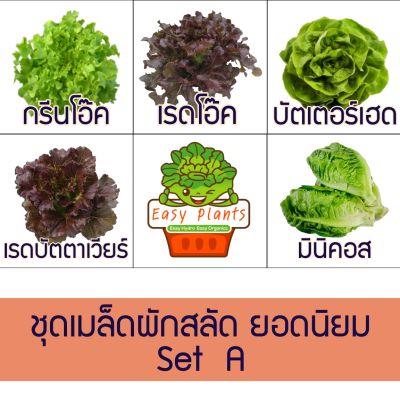 เมล็ดพันธุ์ ผักสลัด ยอดนิยม 5 ชนิด อัตราการงอก 99% (Seed5A)