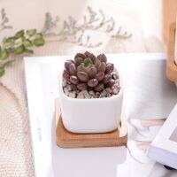 Geometic White Ceramic Square Bonsai Planter Little Succulent Flowerpots Modern Small Cactus Vases Bamboo Tray Office Decor Bag Accessories