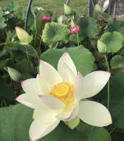 10 เมล็ดบัว สายพันธุ์ Kens Dream Lotuses Flower Seeds สีขาว บัวหลวงนอก บัวสาย บัวไหว้พระ ดอกใหญ่ ประดับบ้าน ตกแต่งสวน