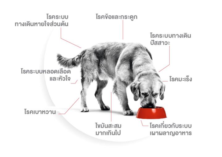 หมดกังวน-จัดส่งฟรี-royal-canin-satiety-weight-management-อาหารสำหรับการลดน้ำหนัก-สุนัขอ้วน-หิวง่าย-ต้องการลดน้ำหนัก-ขนาด-1-5-kg-6-kg-12-kg