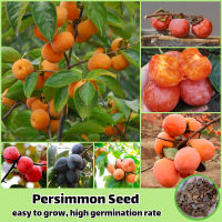 30เมล็ด/ห่อ เมล็ดพันธุ์ ลูกพลับ Persimmon Fruit Seeds for Planting Plants เมล็ดพันธุ์ผลไม้ เมล็ดบอนสี พันธุ์ไม้ผล ต้นบอนสี ต้นไม้กินผล ต้นผลไม้ บอนไซ ต้นไม้ ต้นไม้มงคล ต้นพันธุ์ผลไม้ ต้นไม้จริง ต้นบอนไซ ต้นไม้แคระ เมล็ดพันธุ์พืช ปลูกง่ายปลูกได้ทั่วไทย