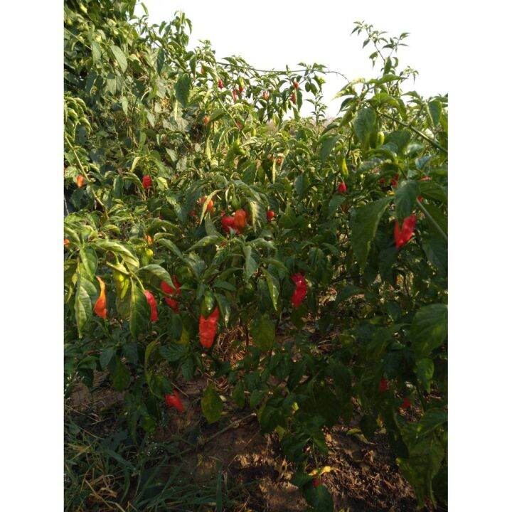 pro-คุ้มค่า-เมล็ดพันธุ์-พริกแคโรไลนา-รีพเปอร์-carolina-reaper-อันดับ1พริกเผ็ดที่สุดในโลก-ซองละ-59-ราคาดี-พรรณ-ไม้-น้ำ-พรรณ-ไม้-ทุก-ชนิด-พรรณ-ไม้-น้ำ-สวยงาม-พรรณ-ไม้-มงคล