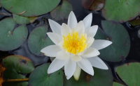 20 เมล็ด บัวสาย (Water lily) บัวอุบลชาติ บัวหลวง ฝรั่ง บัวดอกเล็ก บัวแคระ สายพันธุ์ tetragona สีขาว เหมาะสำหรับปลูกในโหล Waterlilies Lotus Seeds