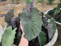 บอน โคโลคาเซีย เจ้าหญิงสับปะรด Colocasia pineapple princess สายพันธุ์แท้ แบบตัดสด ชำเอง ใบสีเขียวอมส้ม กระดูกเส้นสีม่วง ก้านสีน้ำตาลอ่อน หายาก