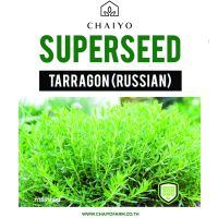 Best - เมล็ด TARRAGON (Russian) ทาร์รากอน