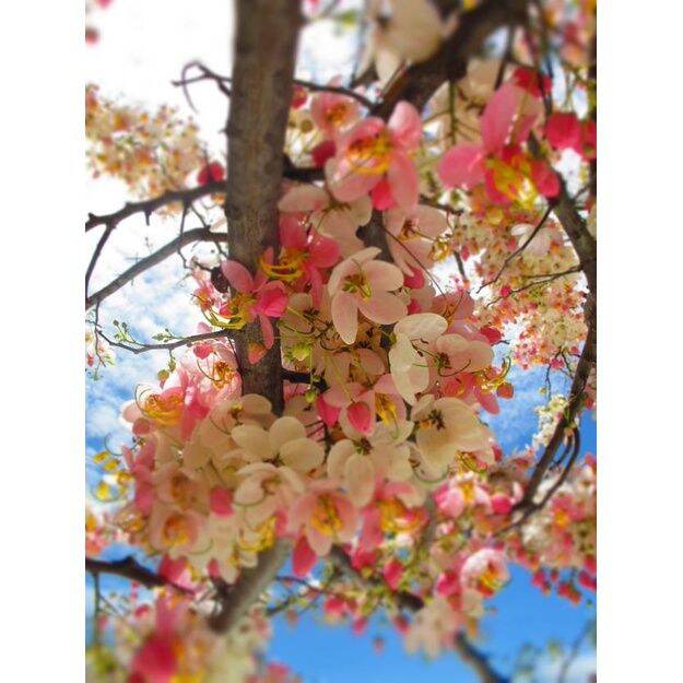 [Plantfilled] Palawan Cherry Blossom Tree Seeds for planting Trees 50