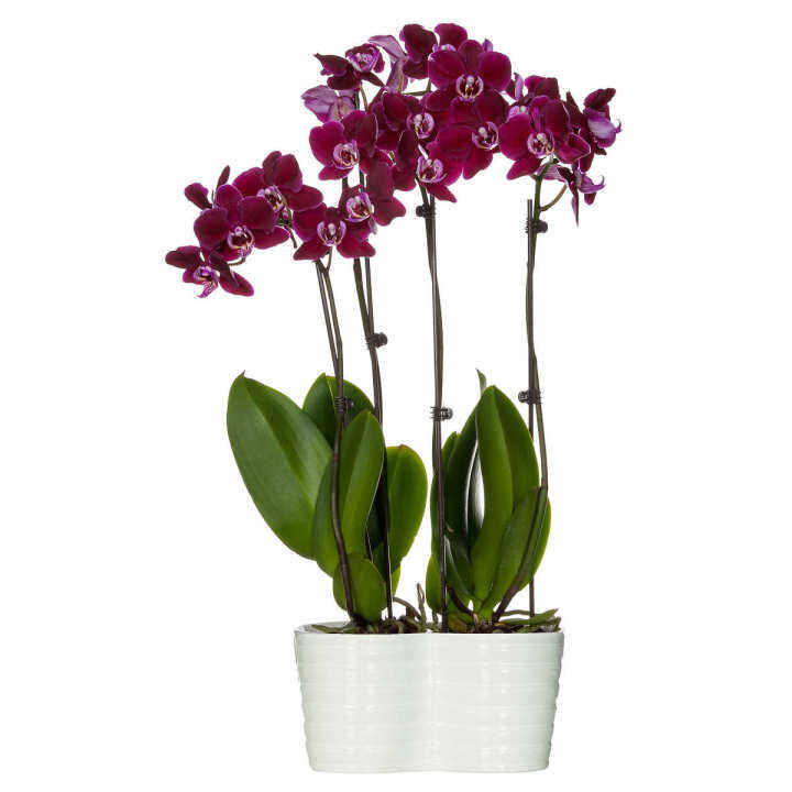 30-เมล็ดพันธุ์-bonsai-เมล็ดกล้วยไม้-ฟาแลนนอปซิส-phalaenopsis-orchids-orchid-flower-seed-อัตราการงอกของเมล็ด-80-85