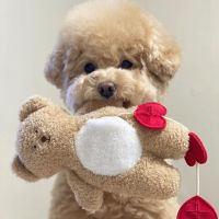〖Love pets〗   Pet Dog Plush Animal Chewing Toy Wear resistant Squeak Cute Bear Toys for Dog Puppy Teddy Interactive Toy Supplie Fidget Toys